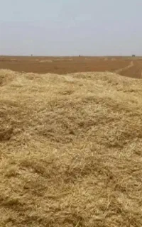 کاه گندم