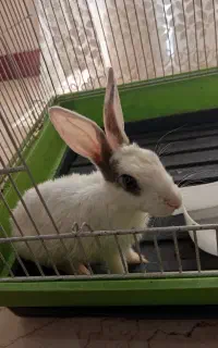 خرگوش