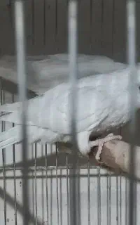 تخم راهب.راهب مولد.جوجه راهب.ملنگو.گرینچیک