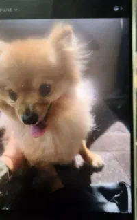 سگ پامرین گمشده