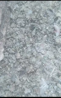 کبوتر .. زیل یا کود کبوتر