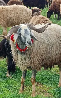 میش بز قوچ بره سگ