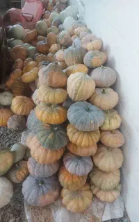 کدو انجیلی ضیابر