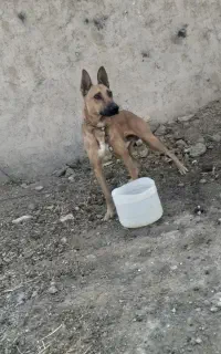 سگ گرگی