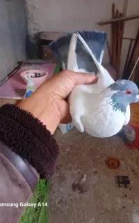 کبوتر دورح دوبر