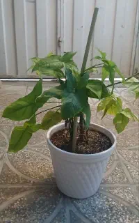 تعدادی گل زیبا و سالم