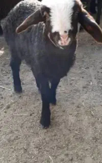 بره
