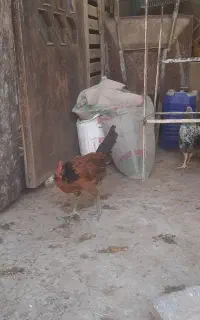 خروس محلی