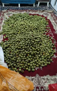 گردو همدان