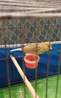 قناری نر و ماده