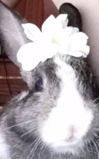 فروش خرگوش