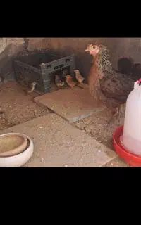 مرغ با جوجه