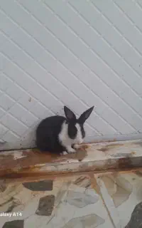 خرگوش
