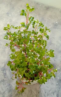 گل آپارتمانی زیبا