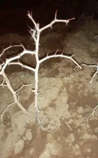 تیلرزنی پزیرفته میشود