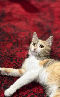 گربه
