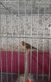قناری ماده سوخته