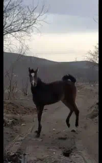 کرع مادیان پرخون