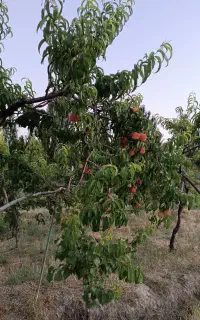 فروش ویلاباغ