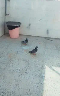 پلاکی