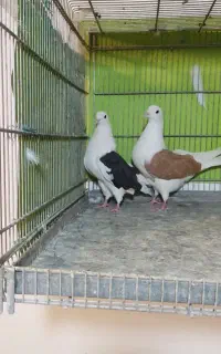 کله ماستی. شازده هما. دوکت زرد کبوتر پرشی