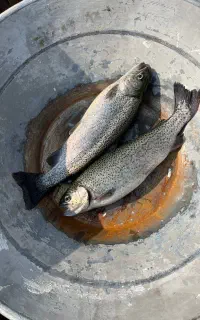 فروش ماهی قزل الا زنده به قیمت تولید