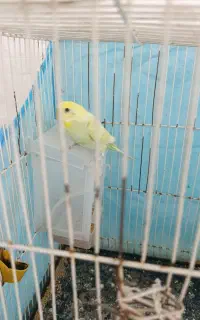 مرغ عشق