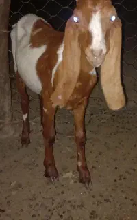 بزغاله درک پاکستانی