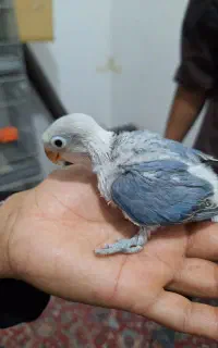 جوجه کوتوله رنگ خاص