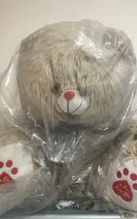 خرس شاسخین بزرگ