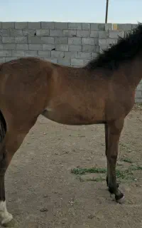 کره اسب