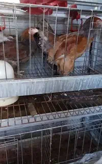 قفس نگهداری مرغ.کبک.بلدرچین