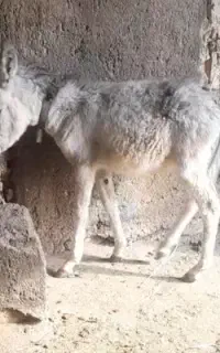کره خر سالم سلامت  علف میخوره