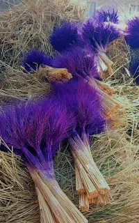 گل گندم  رنگی