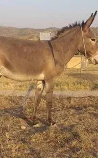 الاغ اصل قره داغ