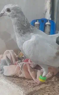 کفتر آبگن