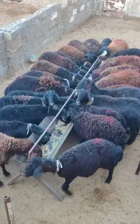 بره ماده