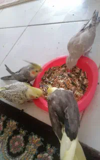 گمشده، عروس هلندی
