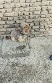 سگ پاکوتاماده