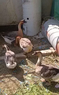 ۴ تا قوغاز یک ساله ۱ نر ۳ ماده