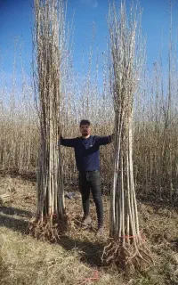 صنوبر و نهال گیلاس بادام