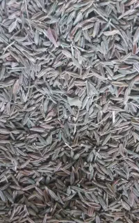 زیره تازه