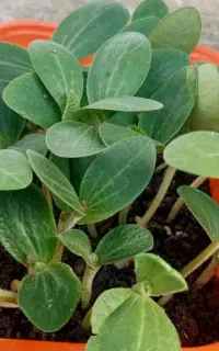 نیازمند مشاور در زمینه کشت تحقیقاتی