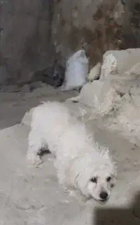 سگ پا کوتاه