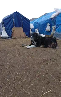 سگ گله