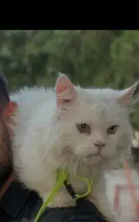 واگذاری گربه پرشین