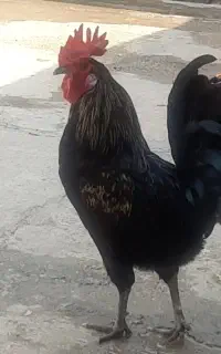 مرغ وخروس مجلی