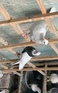 کفتر طوقی هفرنگ .کبوتر تهرانی .آلمانی.