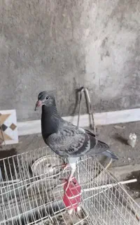 دو جوجه کفتربزرگ گمشده