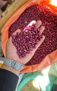 لوبیا قرمز بوجاری دستچین درجه یک